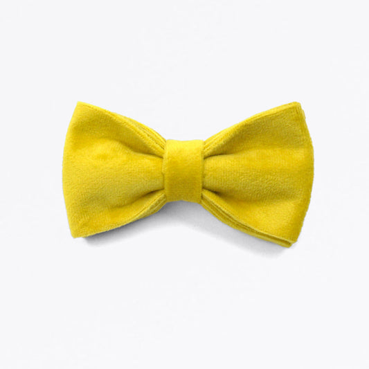 Velvet Dog Bow Tie - Yellow